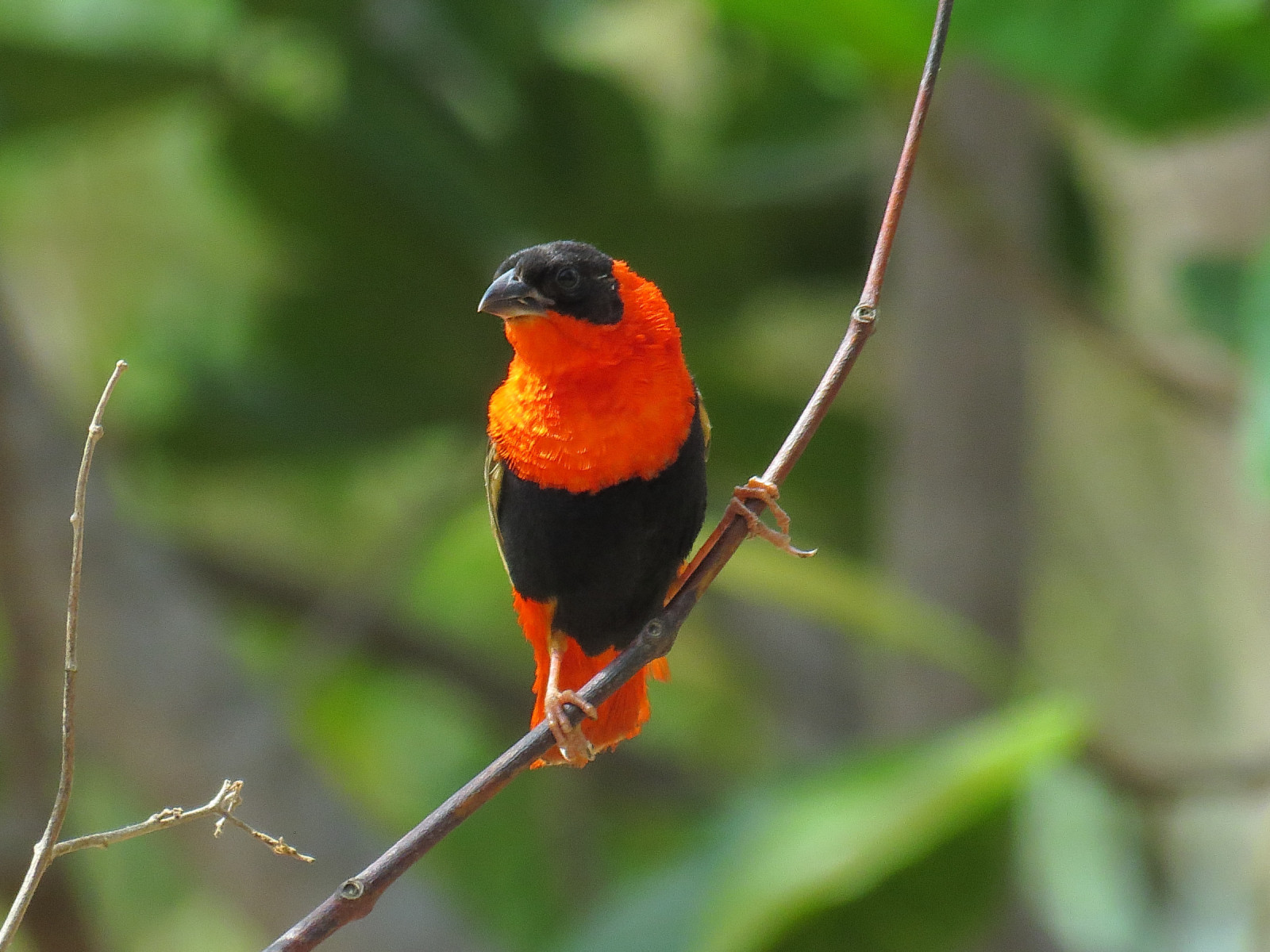 image Northern Red Bishop